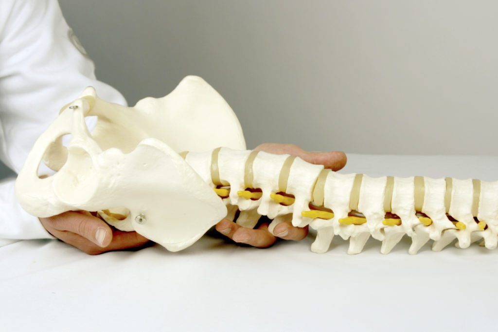 Kiropraktor som viser en ryggrad